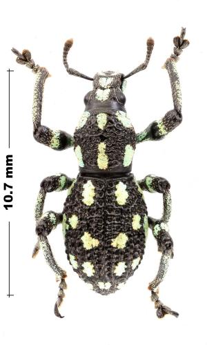 Expachyrhynchus granulatus